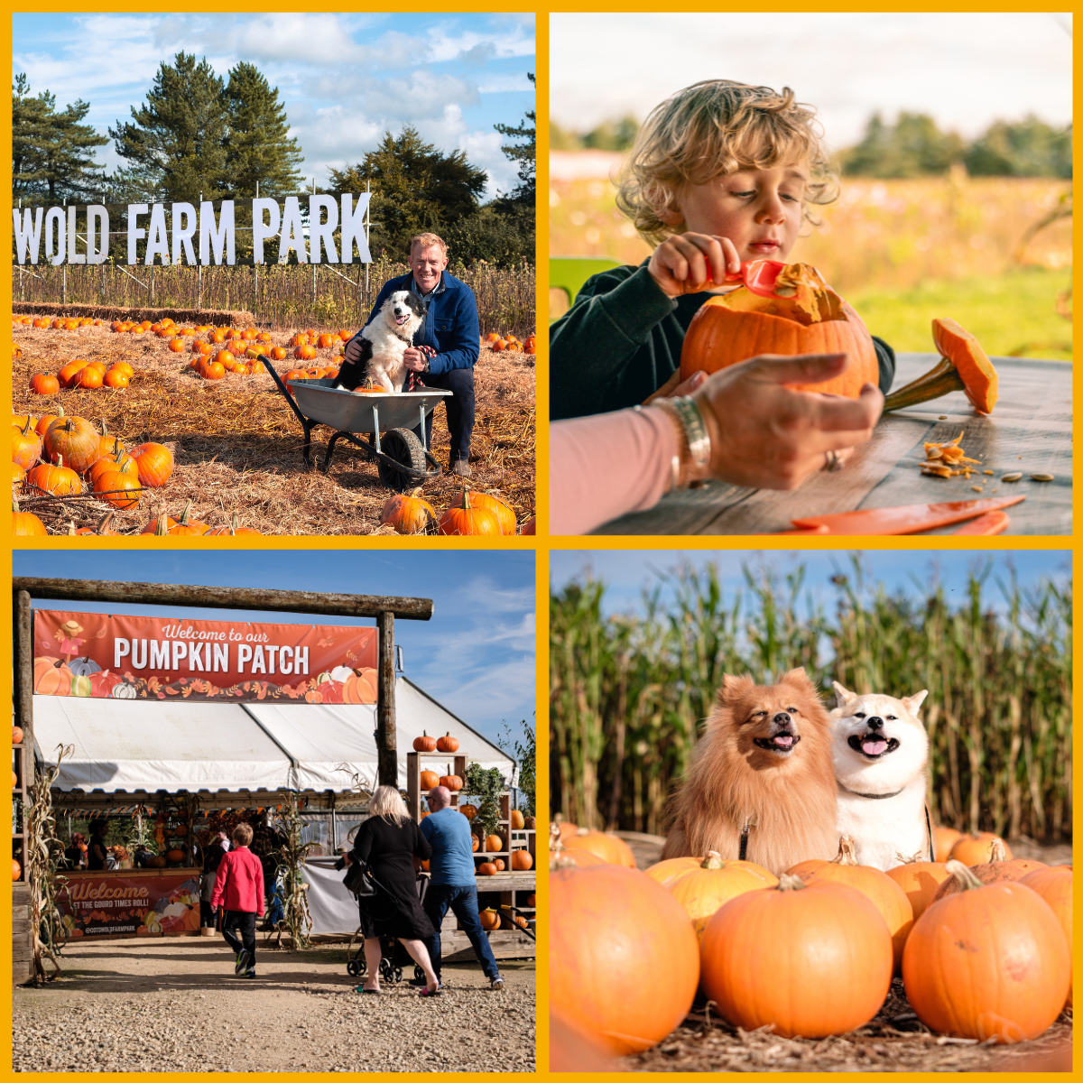 Collage of the Pumpkin Patch at Cotswold Farm Park in Cheltenham