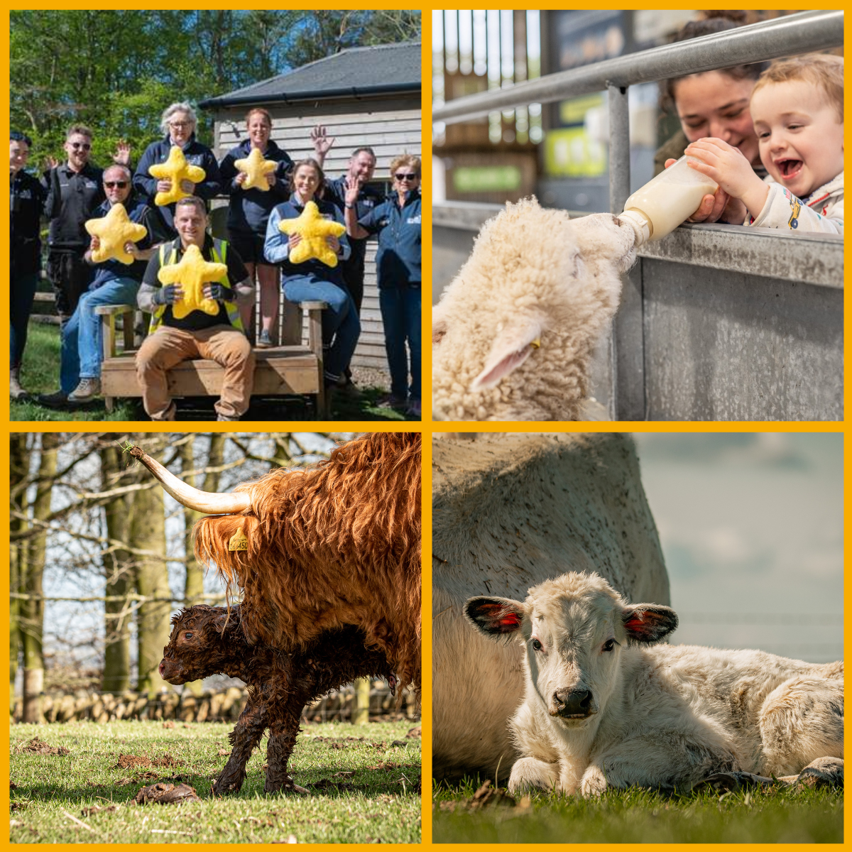 Collage of Cotswold Farm Park team, and animals at Cotswold Farm Park, Cheltenham