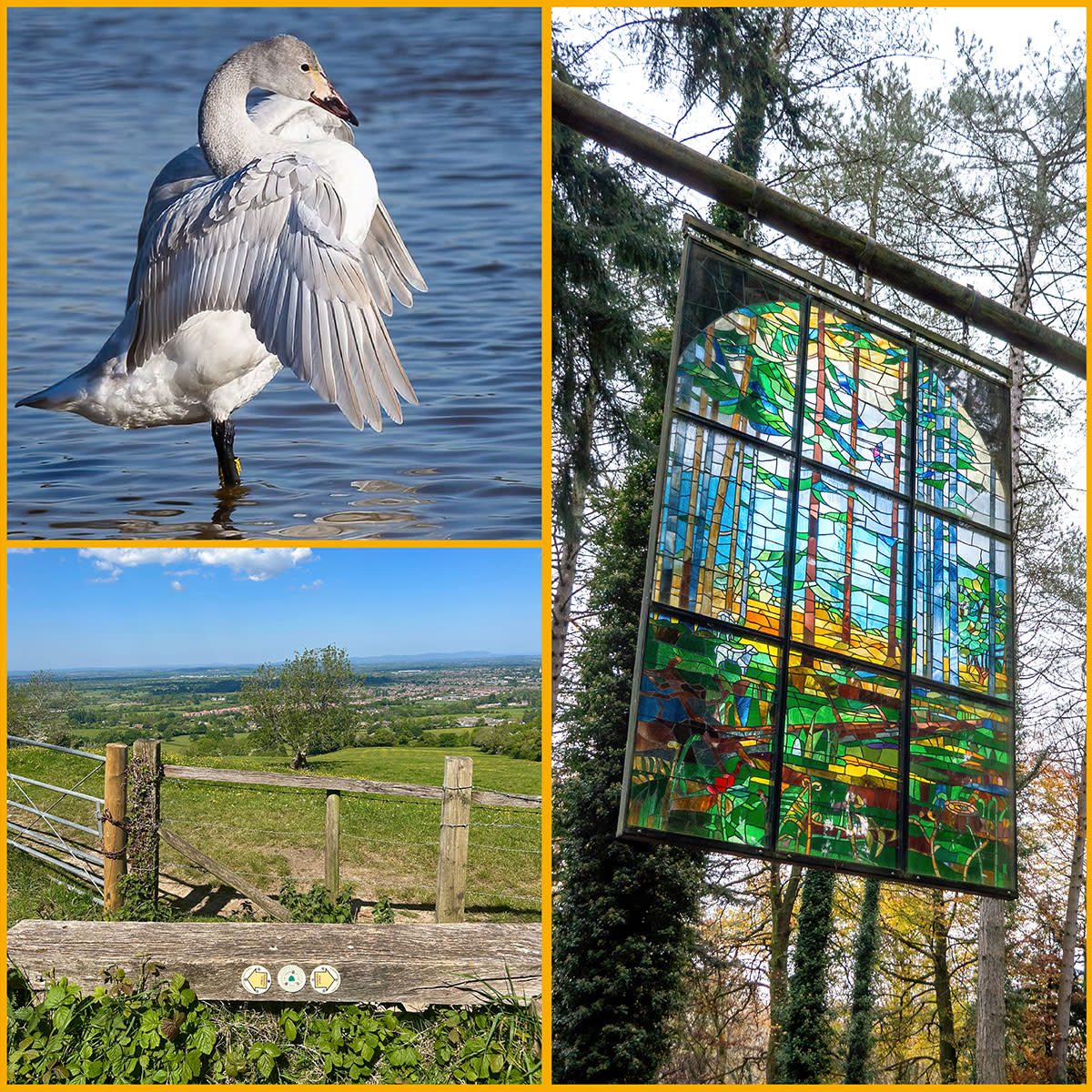 Collage of images featuring Slimbridge Wetland Centre, Cheltenham Circular Footpath and Forest of Dean Sculpture Trail