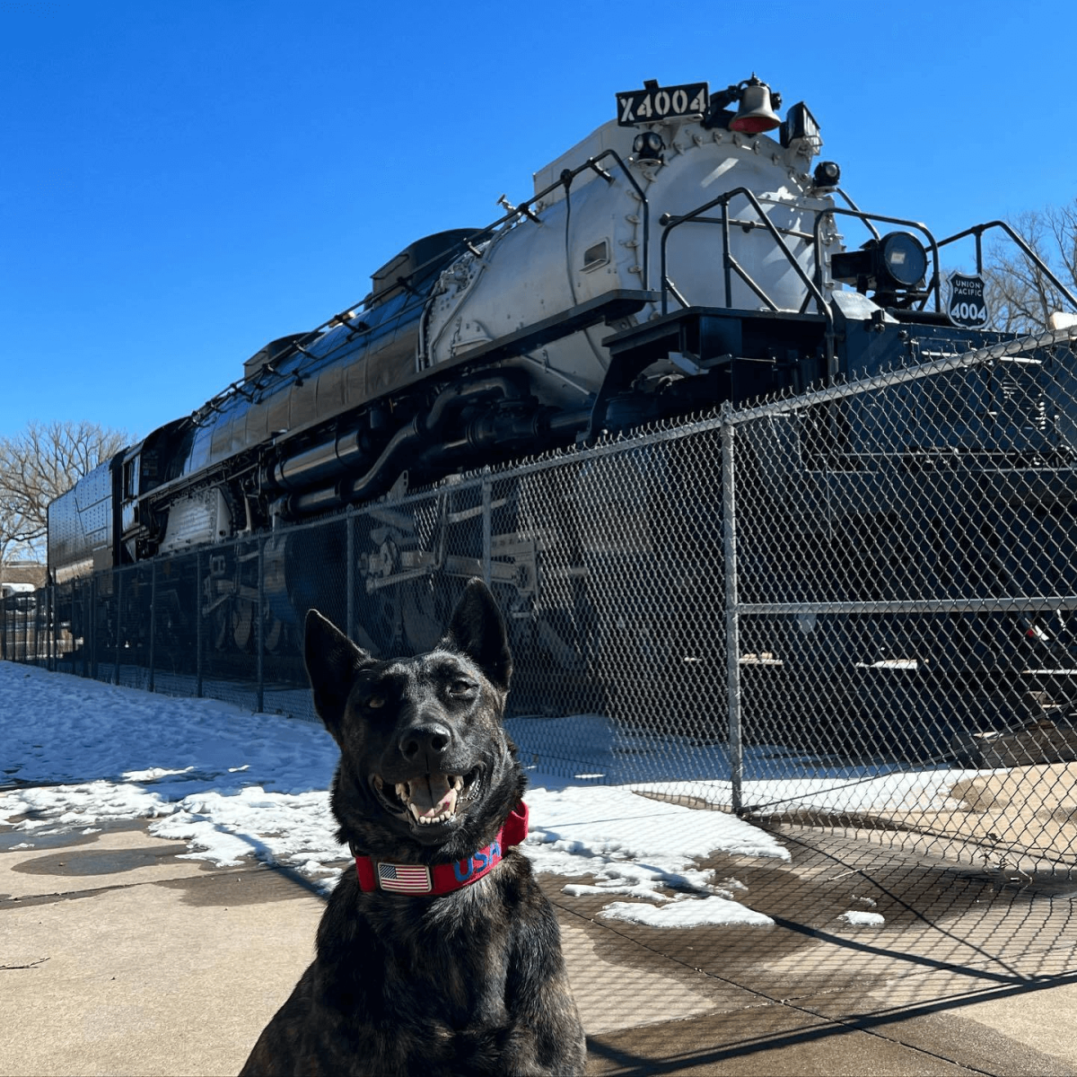 Dog in front of Big Boy Steam Engine, a historical train and a selfie spot near Cheyenne.