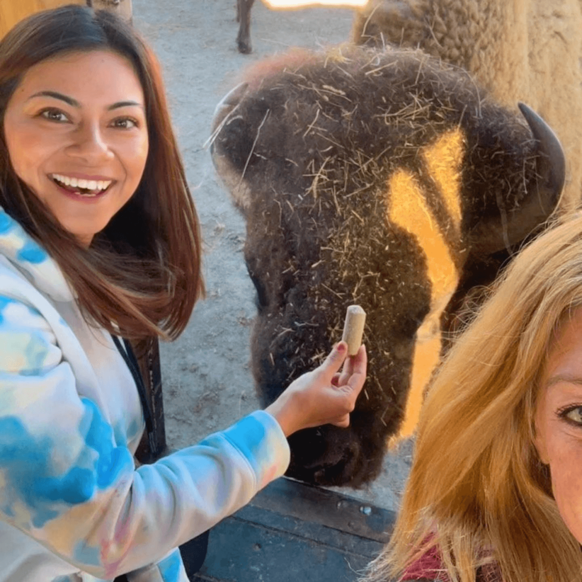 Cheerful tourists feeding a bison at Terry Bison Ranch, known as one of the best selfie spots.