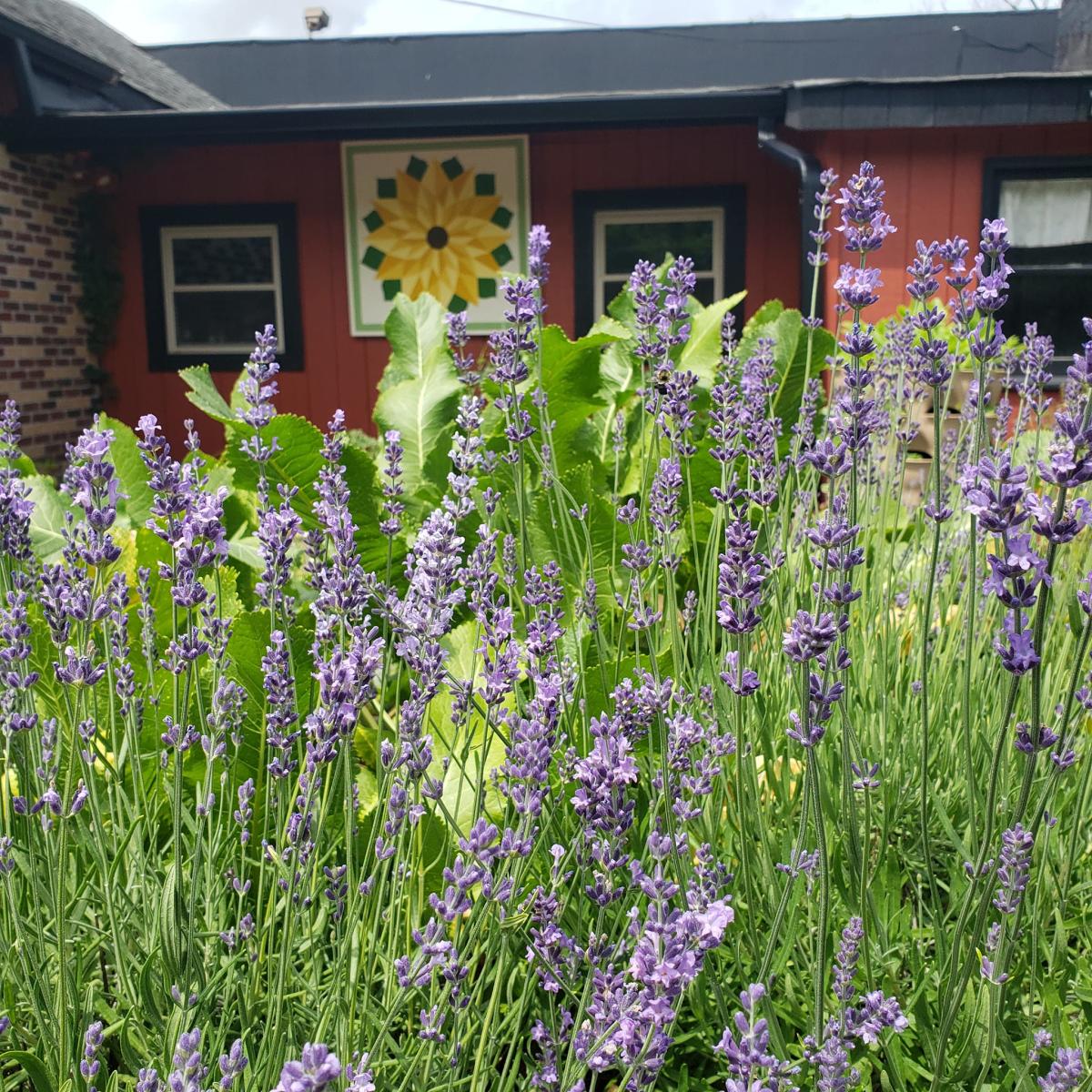 Purple flowers on long green stems growing outside the brick exterior of the Farmstand Market and Cafe in Union, KY