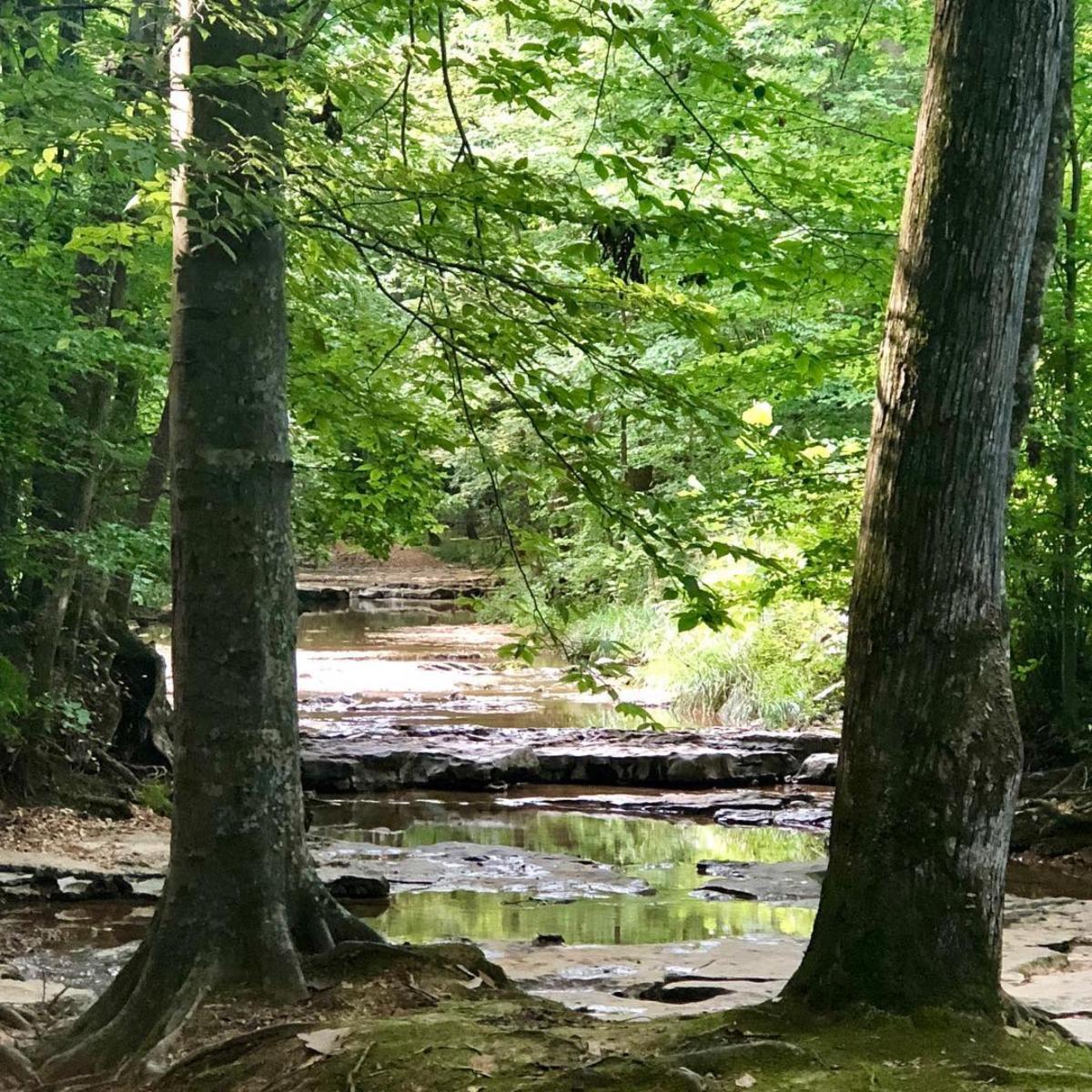 creek through the woods