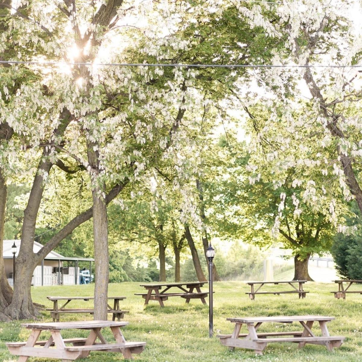 picnic tables under trees