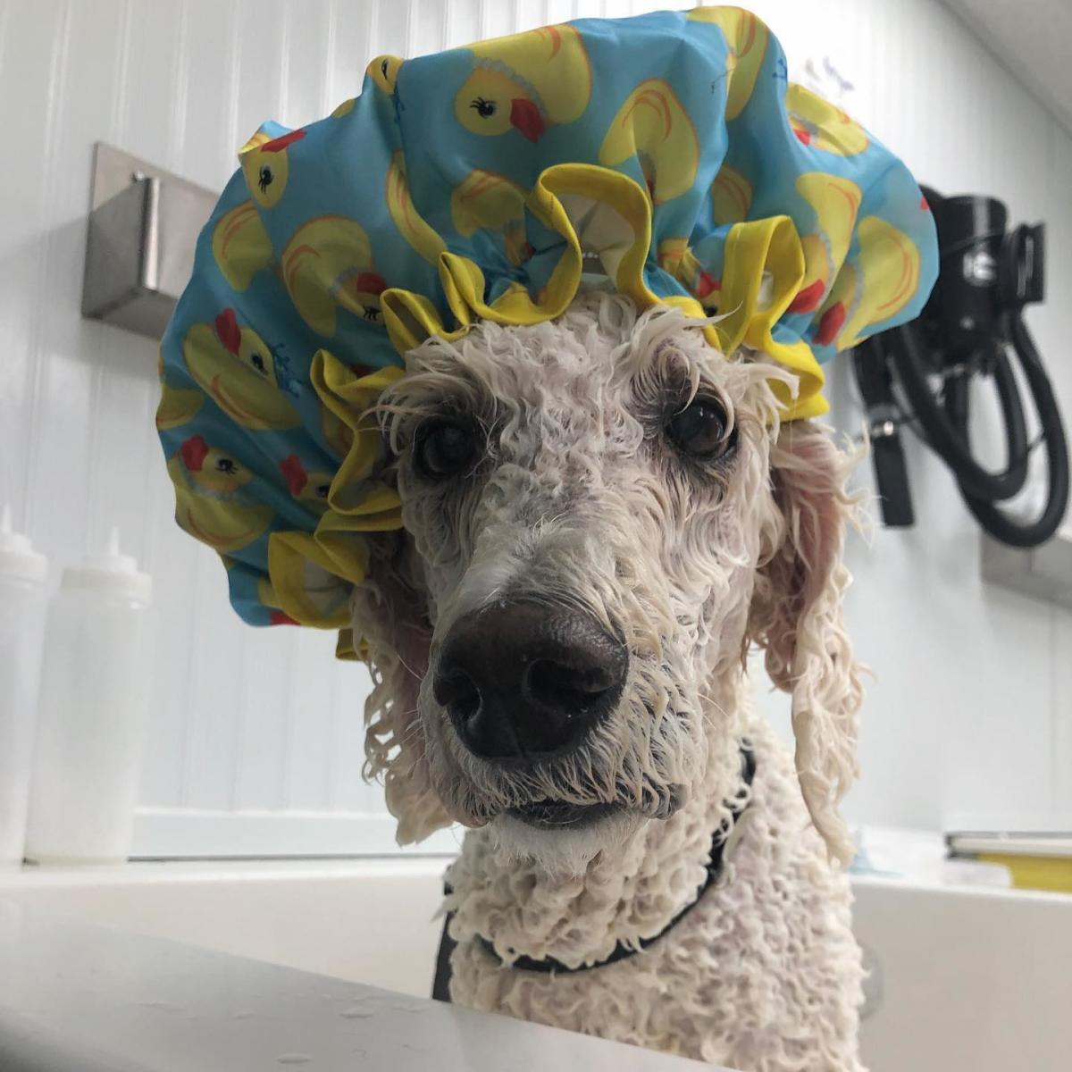 Doggie Day Spa bath