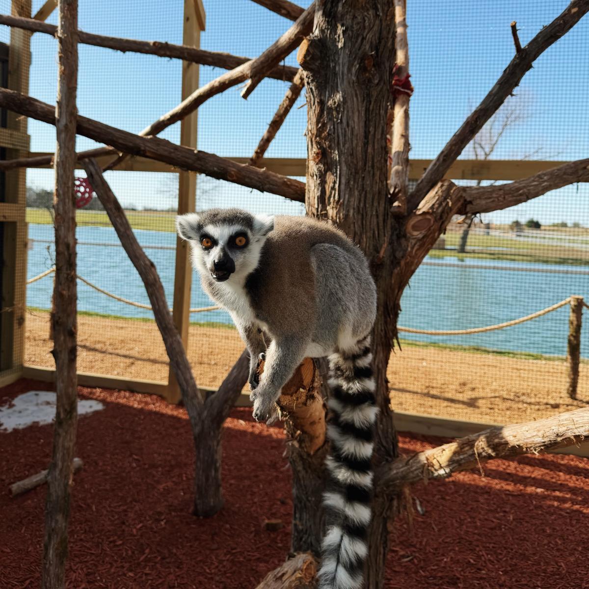 North Texas Safari Park