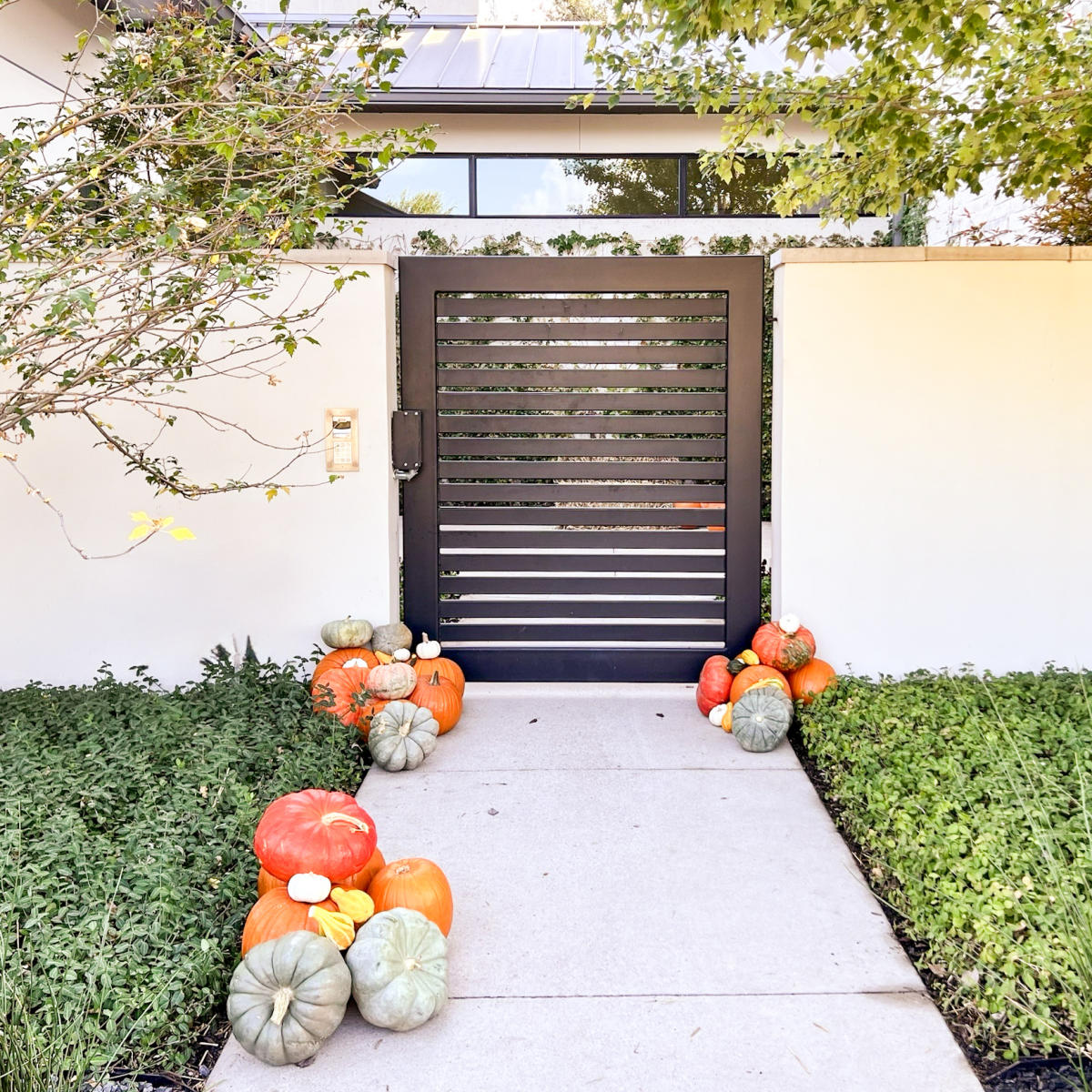Pumpkin Perfection