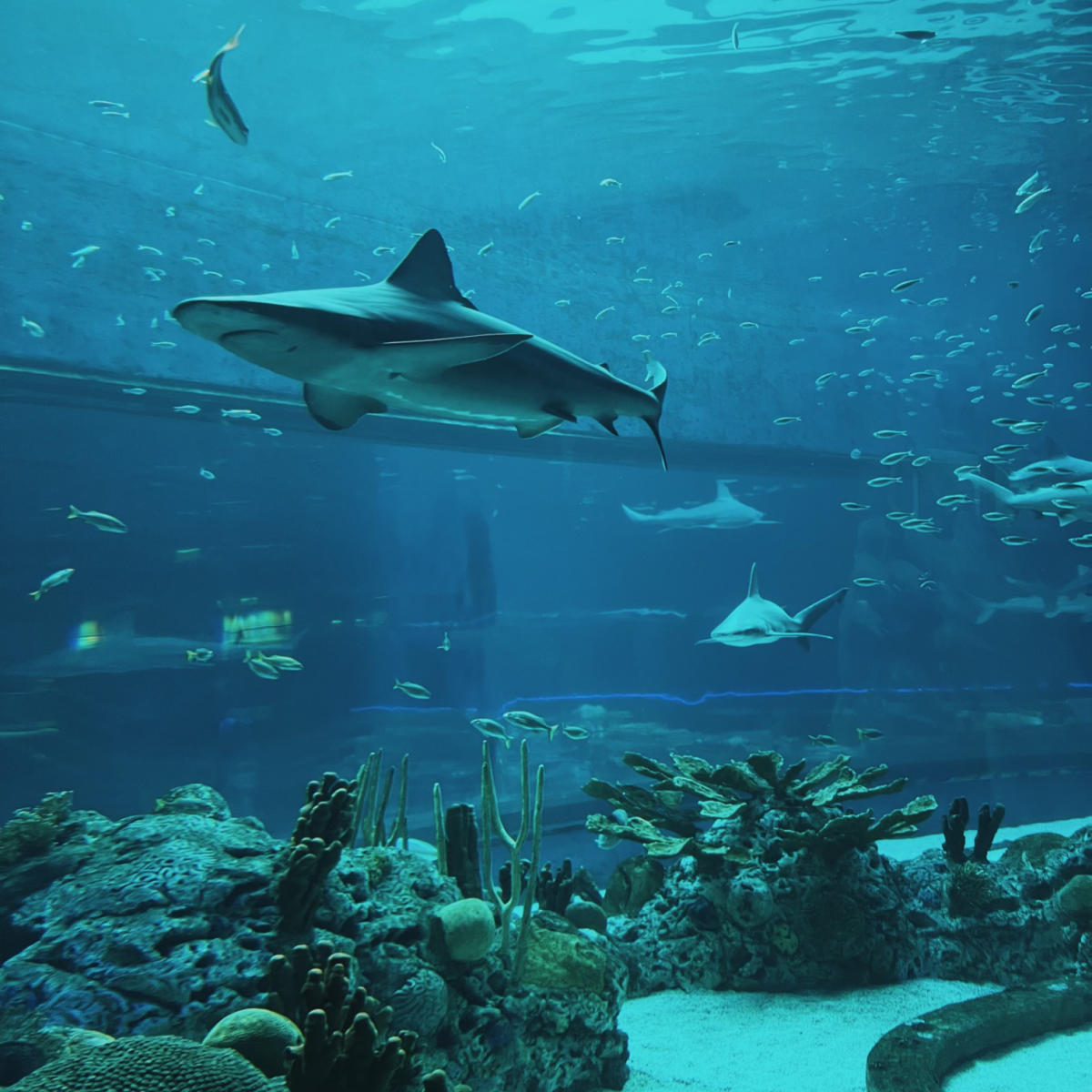 Texas State Aquarium Sharks