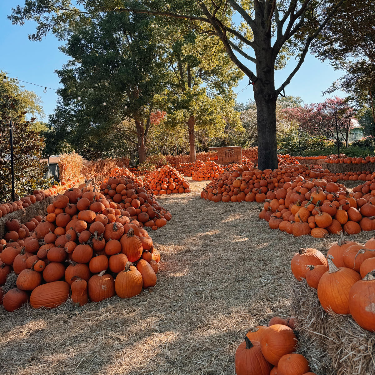 Autumn at the Arboretum