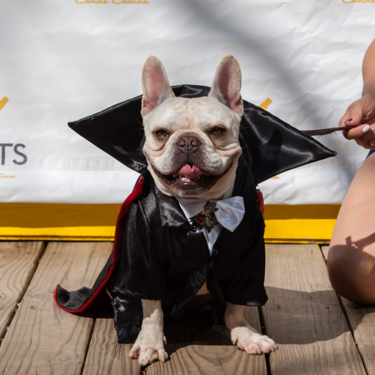 Dog Halloween Mutts