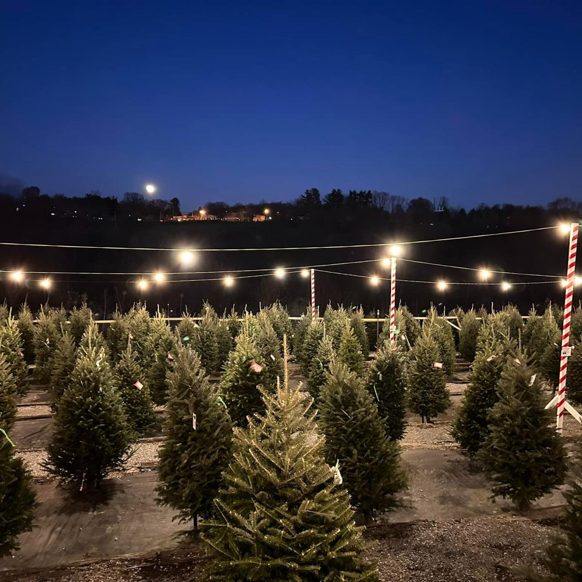 Pine trees.