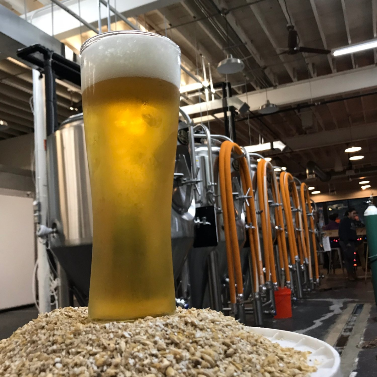 Settle Down Easy Brewing: No 1 Dry Hopped Kolsch