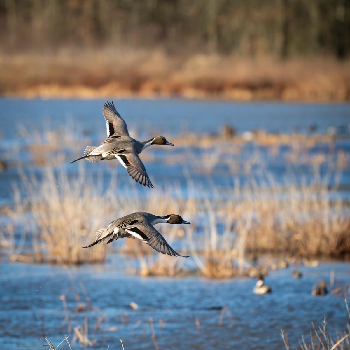 Huntley Meadows - Birding - Rena Schild (Photographer) - Northern Pintails