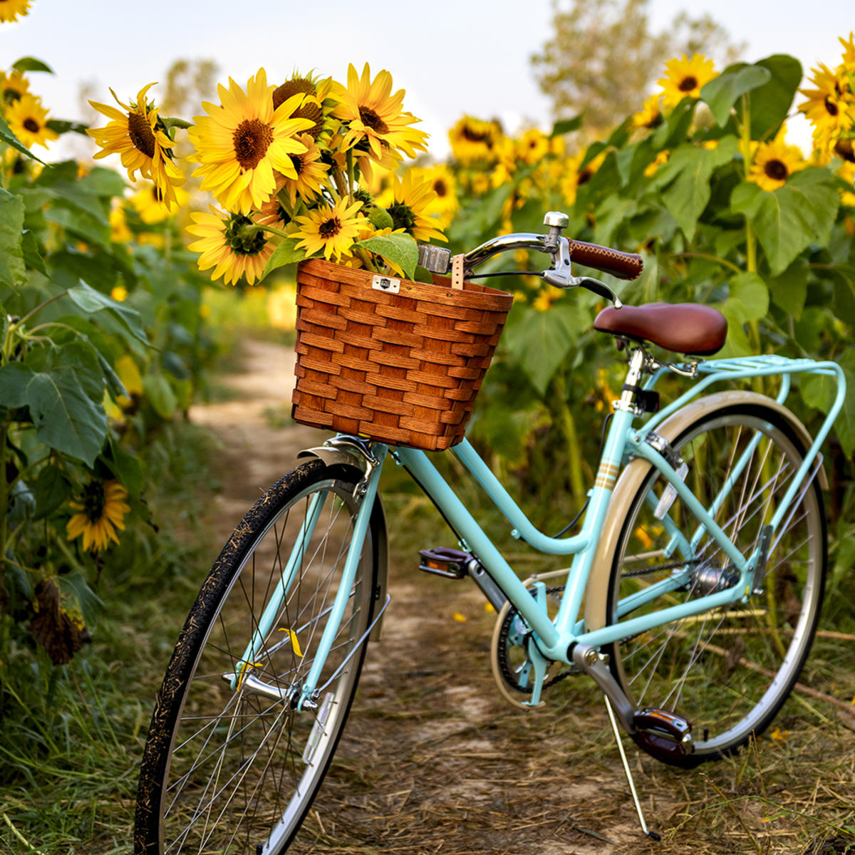Izzy the blue bike in a field of sunflowers with flowers in basket on front of the bike