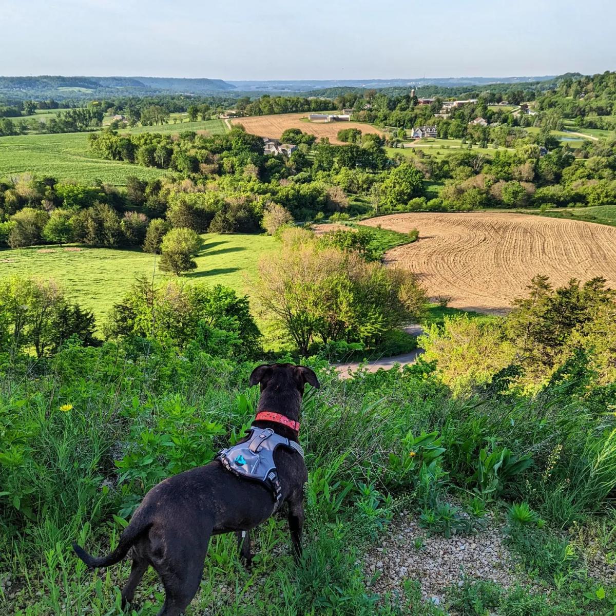 Dog hiking at LeFevre Inn