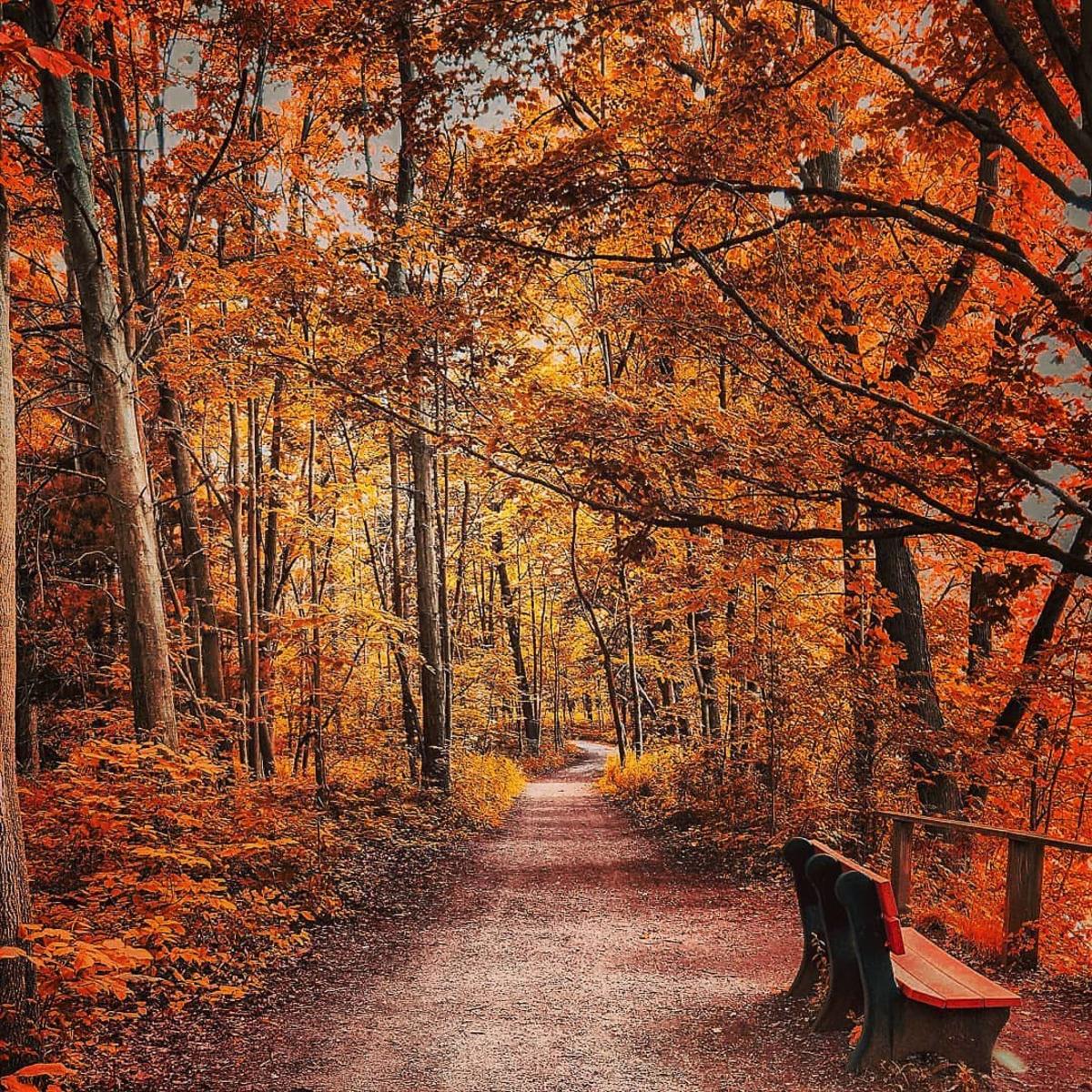 Fall Colors in Michigan's Great Lakes Bay | Autumn Foliage