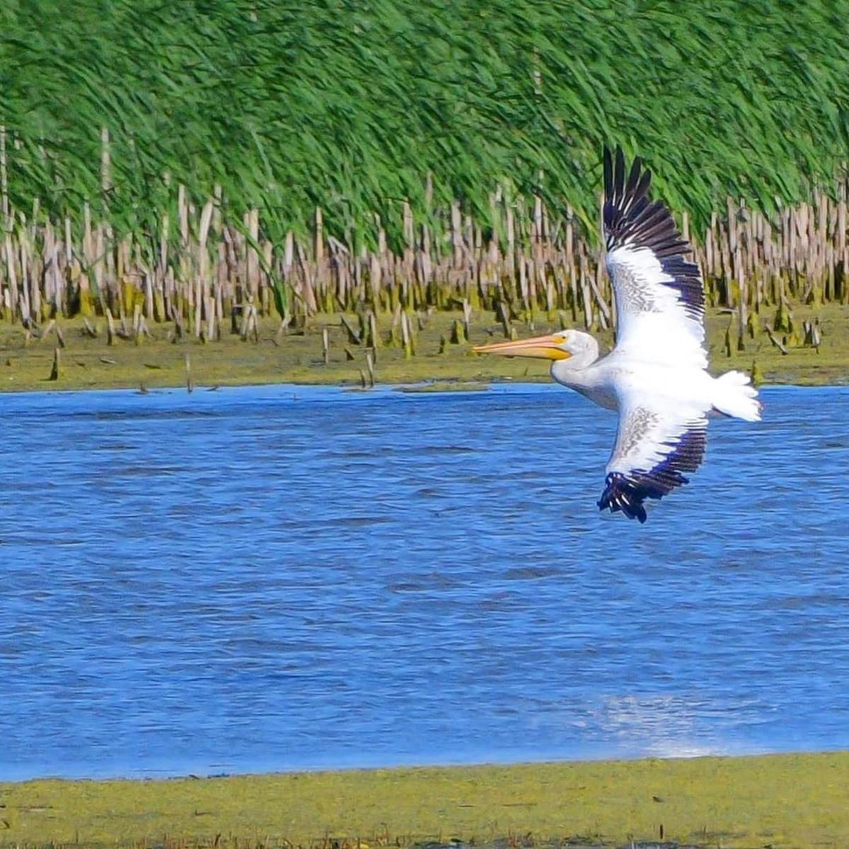 Explore the Best Places For Birding In Michigan's Great Lakes Bay