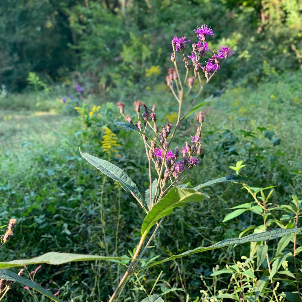  Mountain Flowers