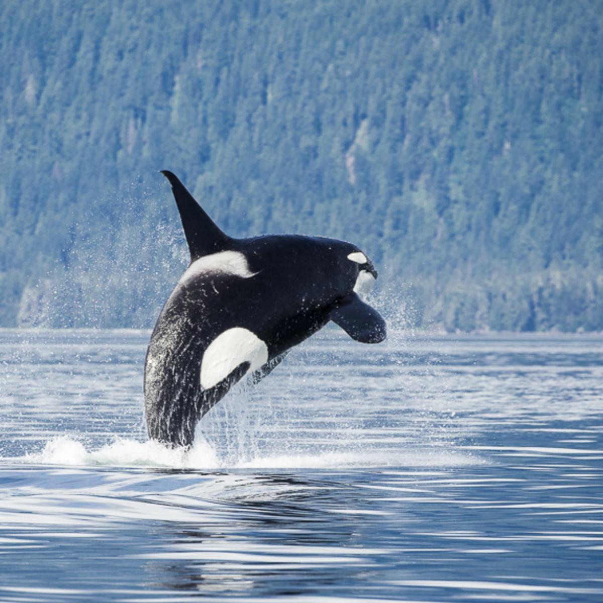 Pybus Point Breaching Orca