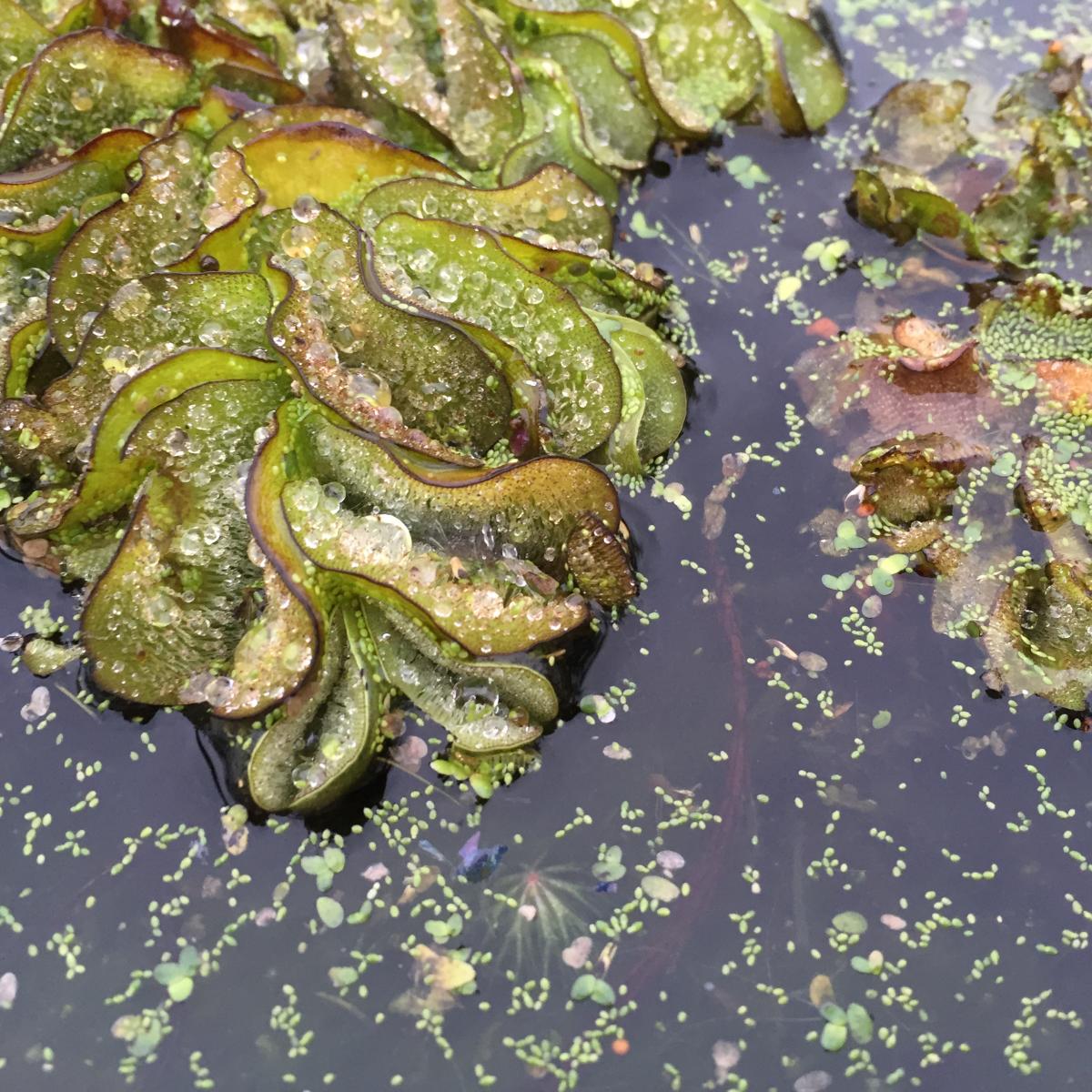 Bayou Vermilion Excursion