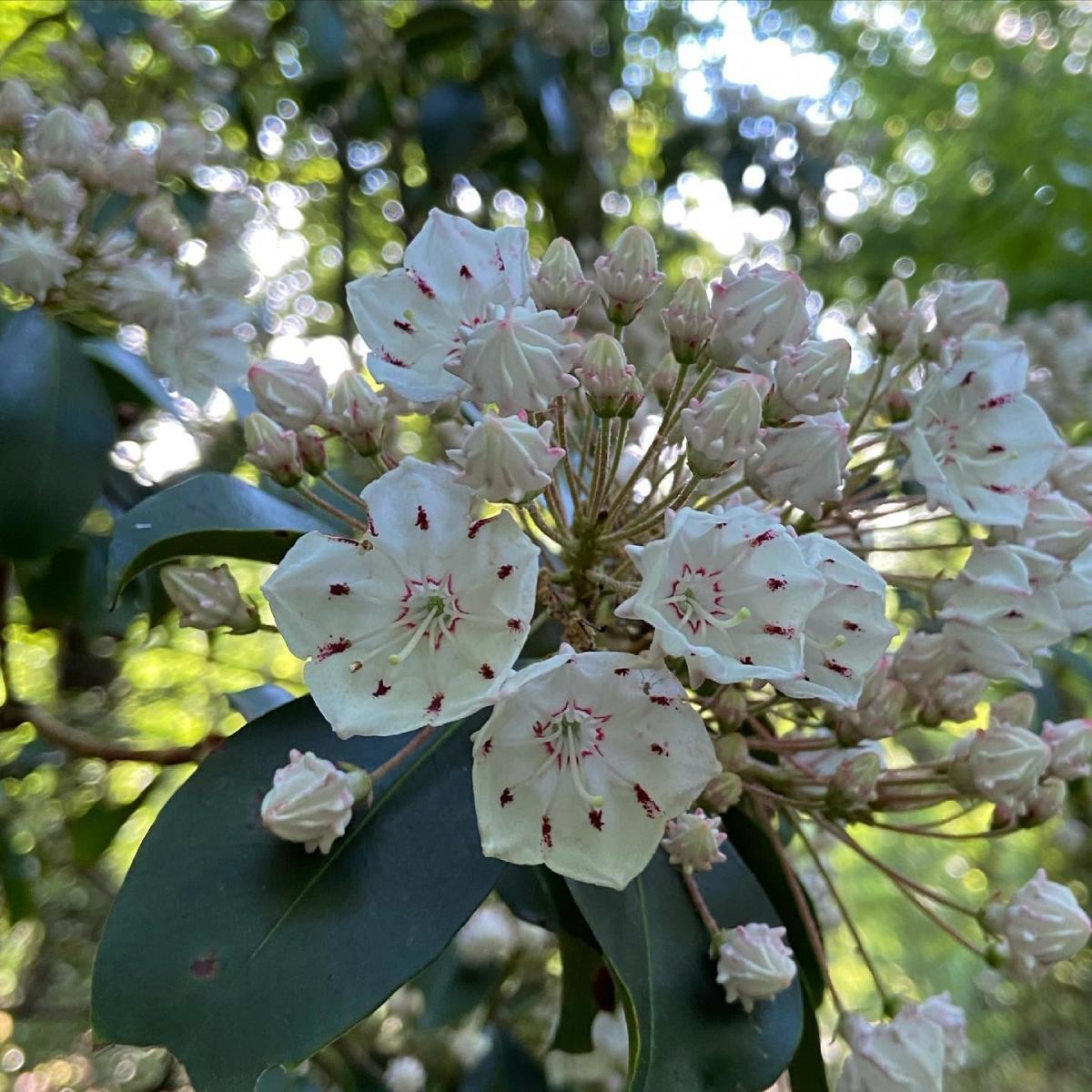 Mountain Laurel blooms