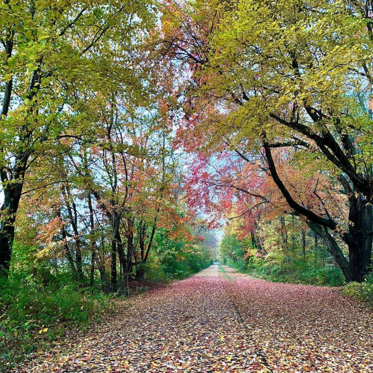 Washington and Old Dominion Trail, covered in autumn leaves