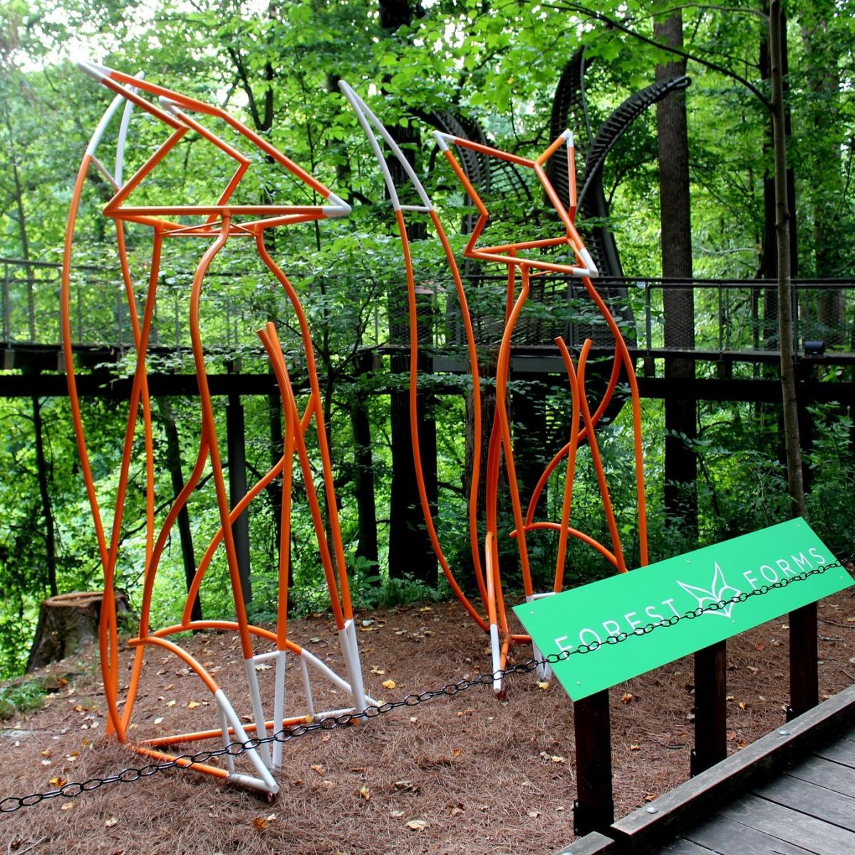 Forest Forms Image