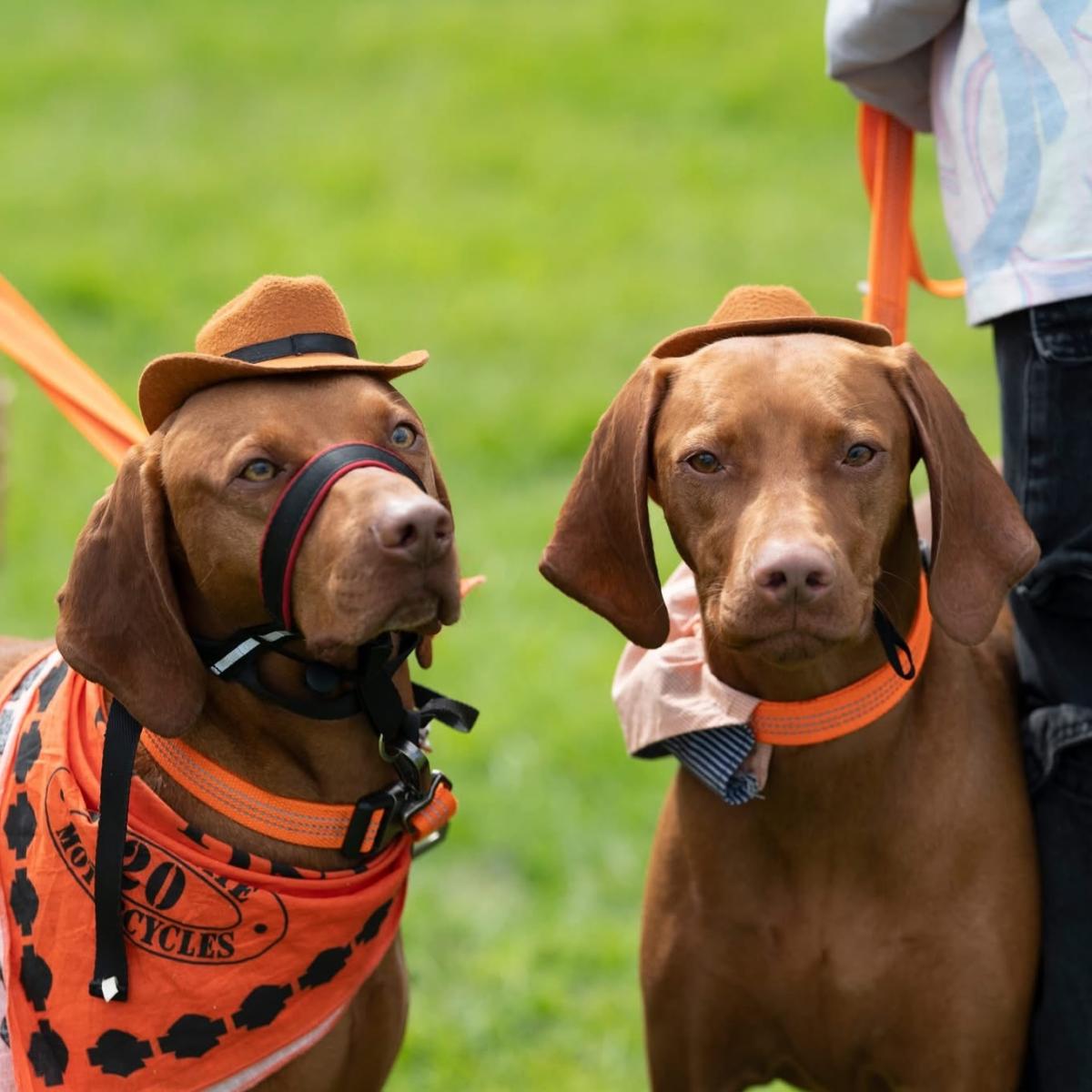 Dogstival