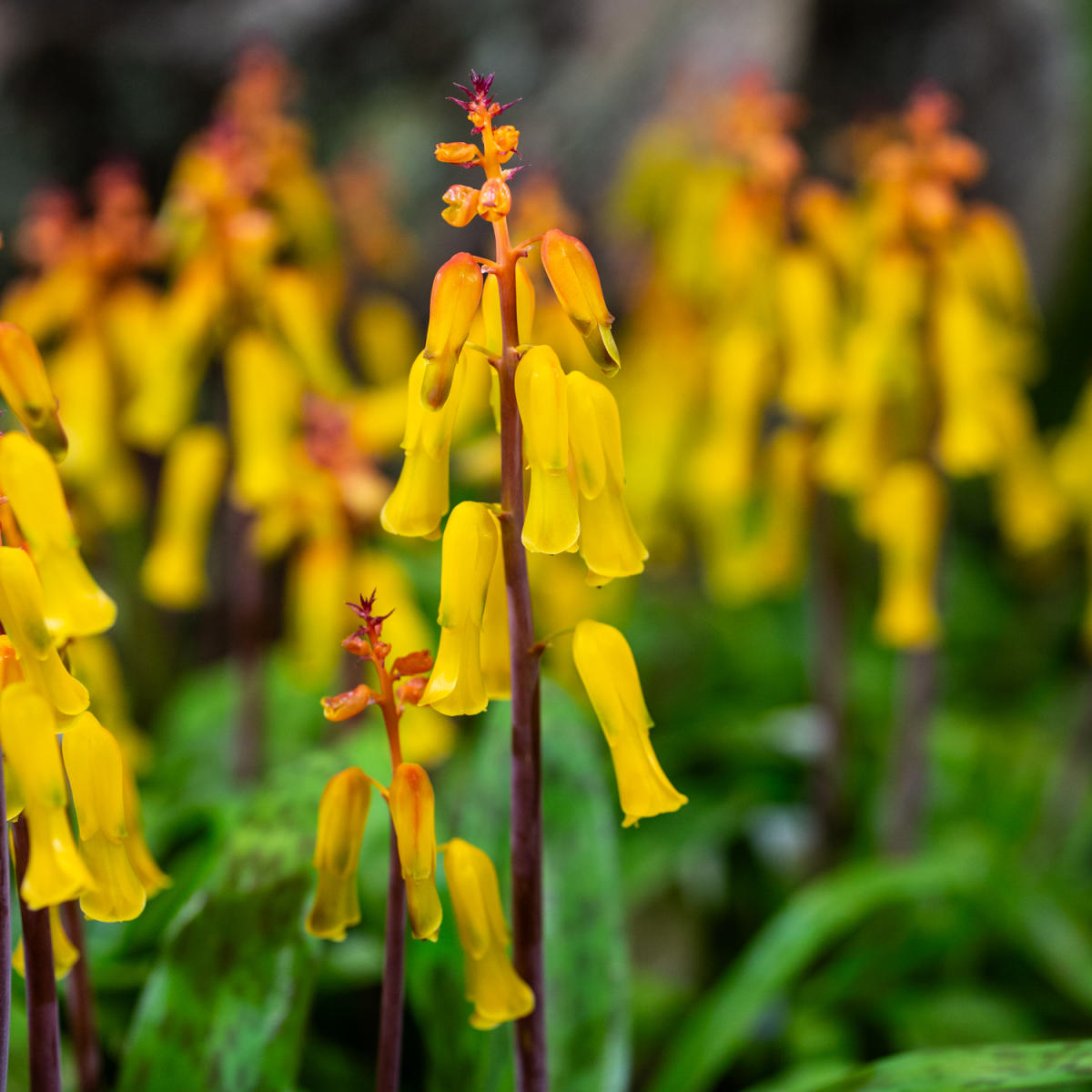 Exbury Gardens