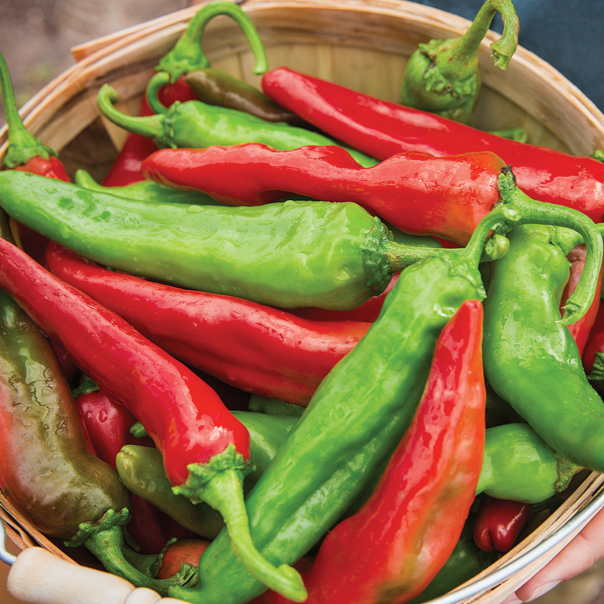 freshly picked red and green chile sit in a pile inside a wooden bowl