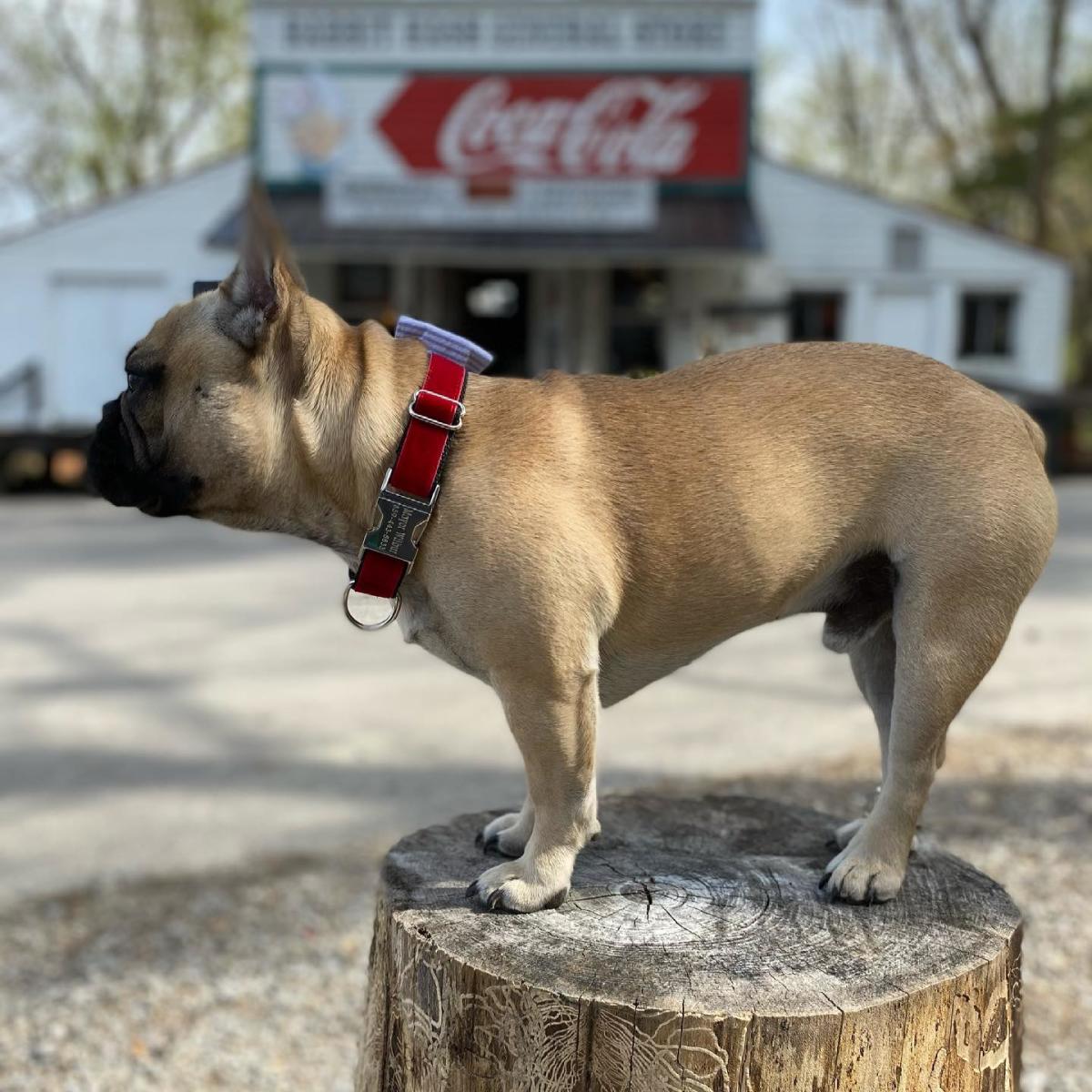 mayor of rabbit hash, ky., canine wilbur beast