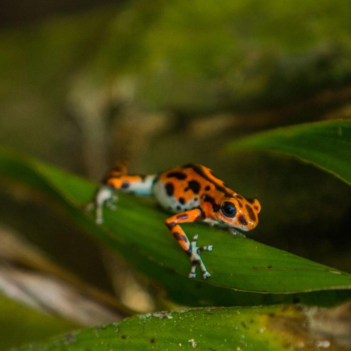 Poison Dart frog Bastimentos