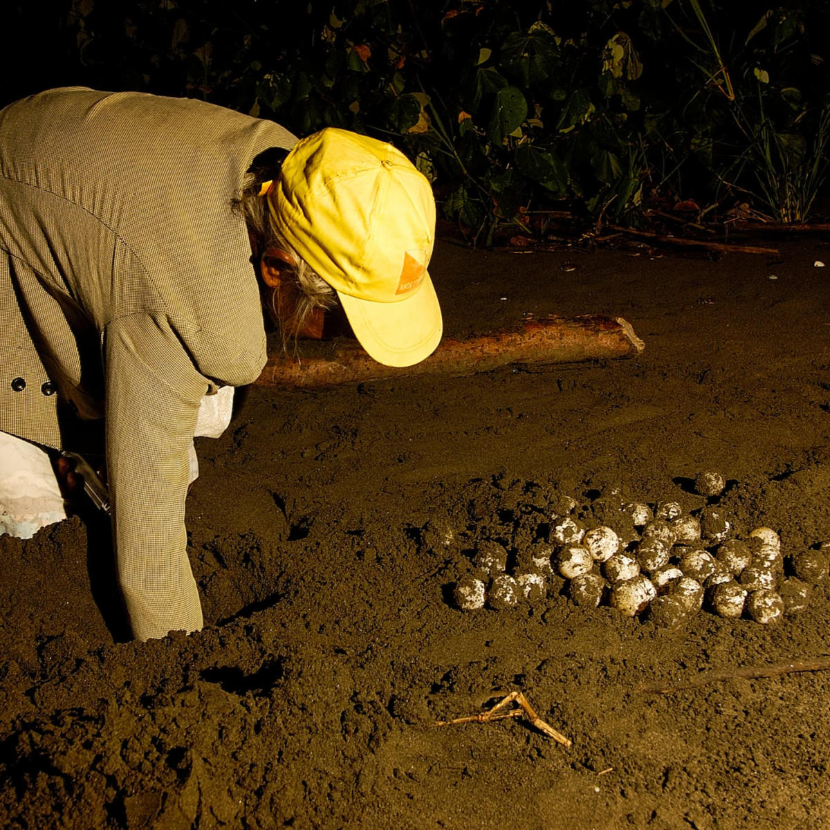 Collecting Sea turtle eggs at conservation center in Isla Cañas, Los Santos province