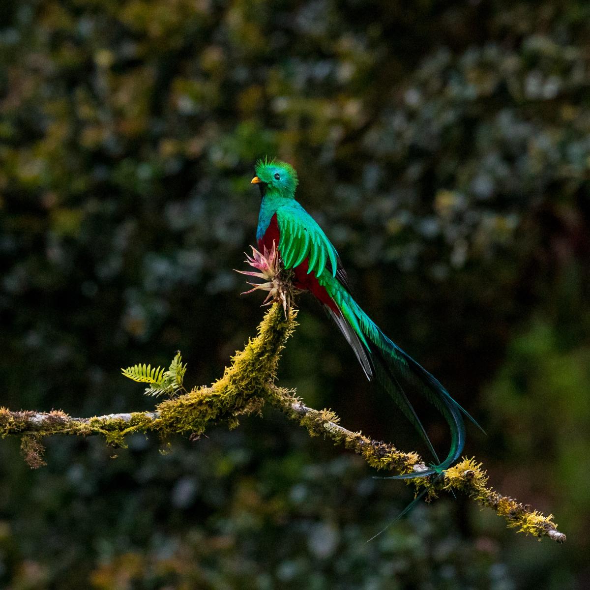 Quetzal