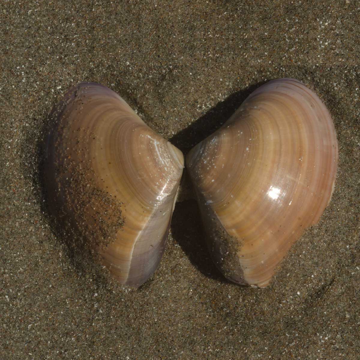 Pismo Clam