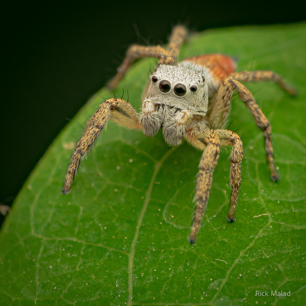 A tan and orange jumping spider with black eyes stands on a leaf