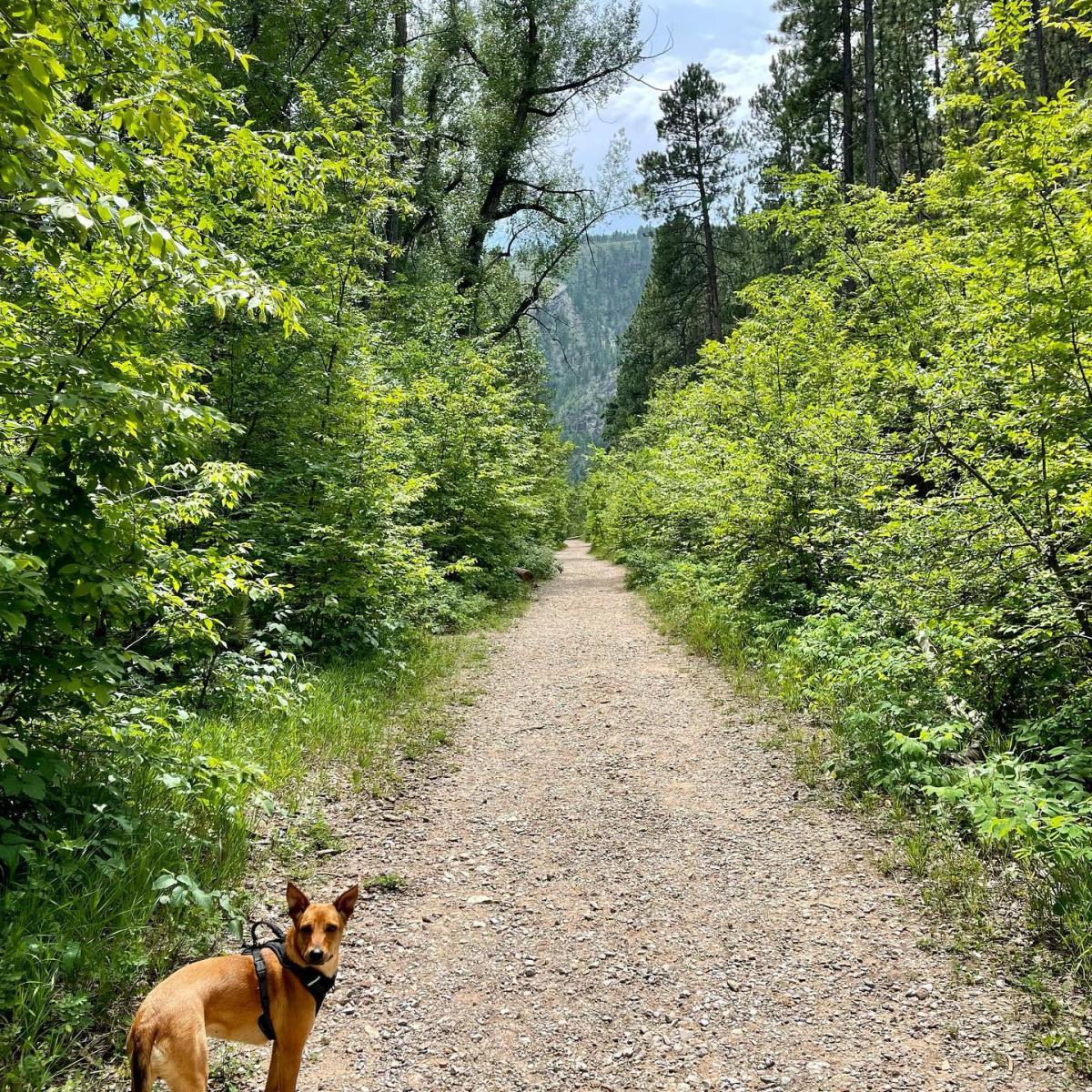 dog standing on trail of little elk creek in the black hills national forest