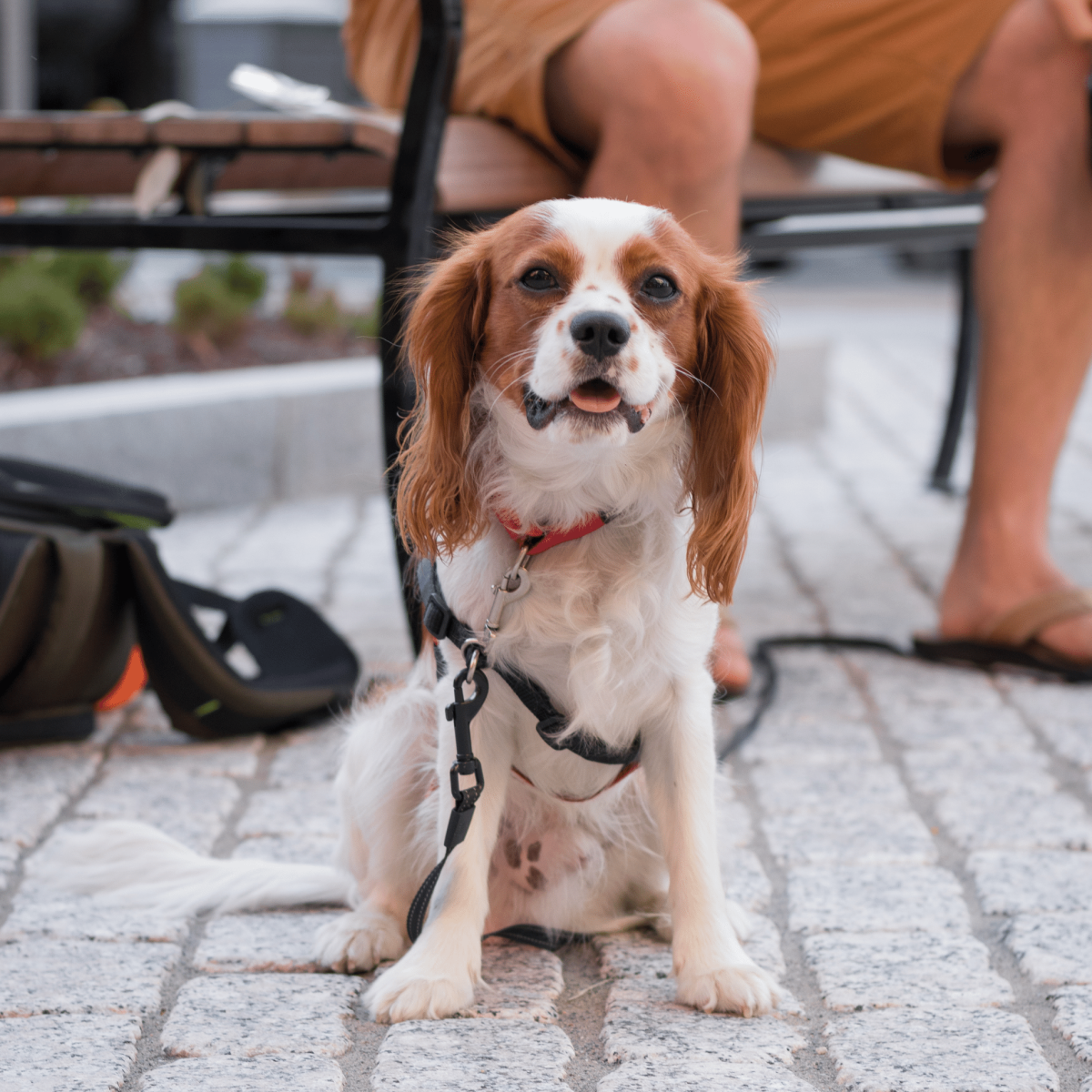 Your Guide to Dog-Friendly Spots in Downtown Richmond