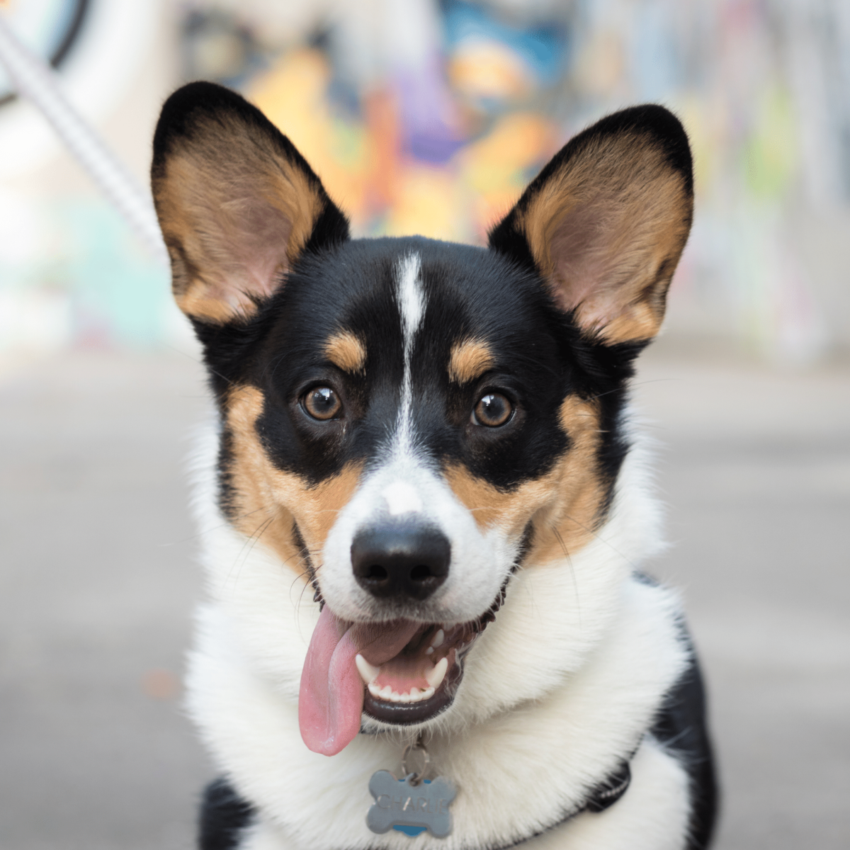 Your Guide to Dog-Friendly Spots in Downtown Richmond