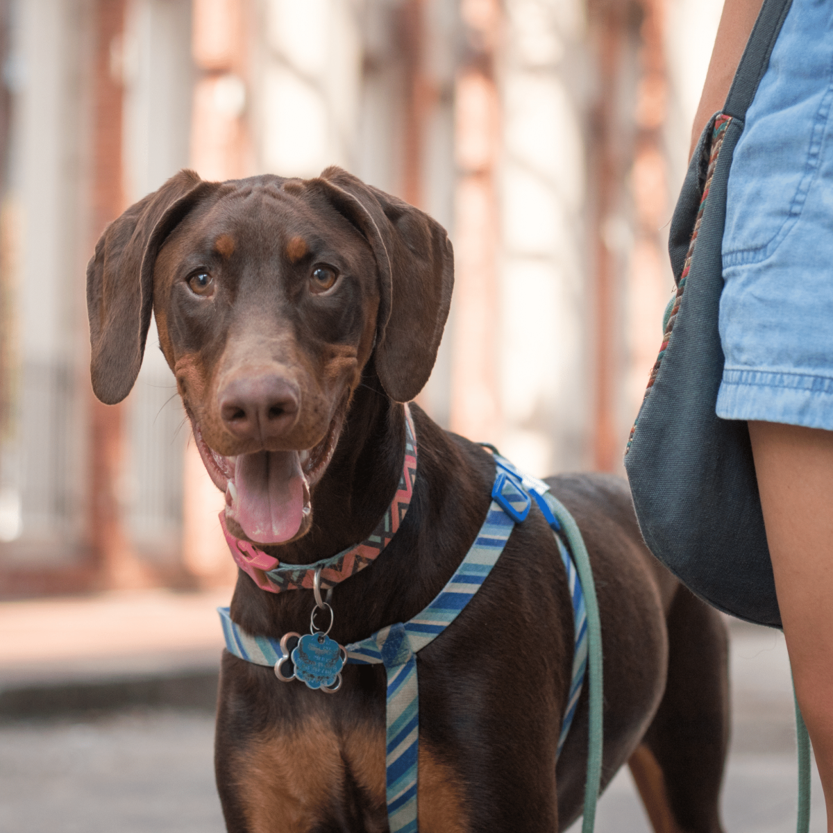 Your Guide to Dog-Friendly Spots in Downtown Richmond