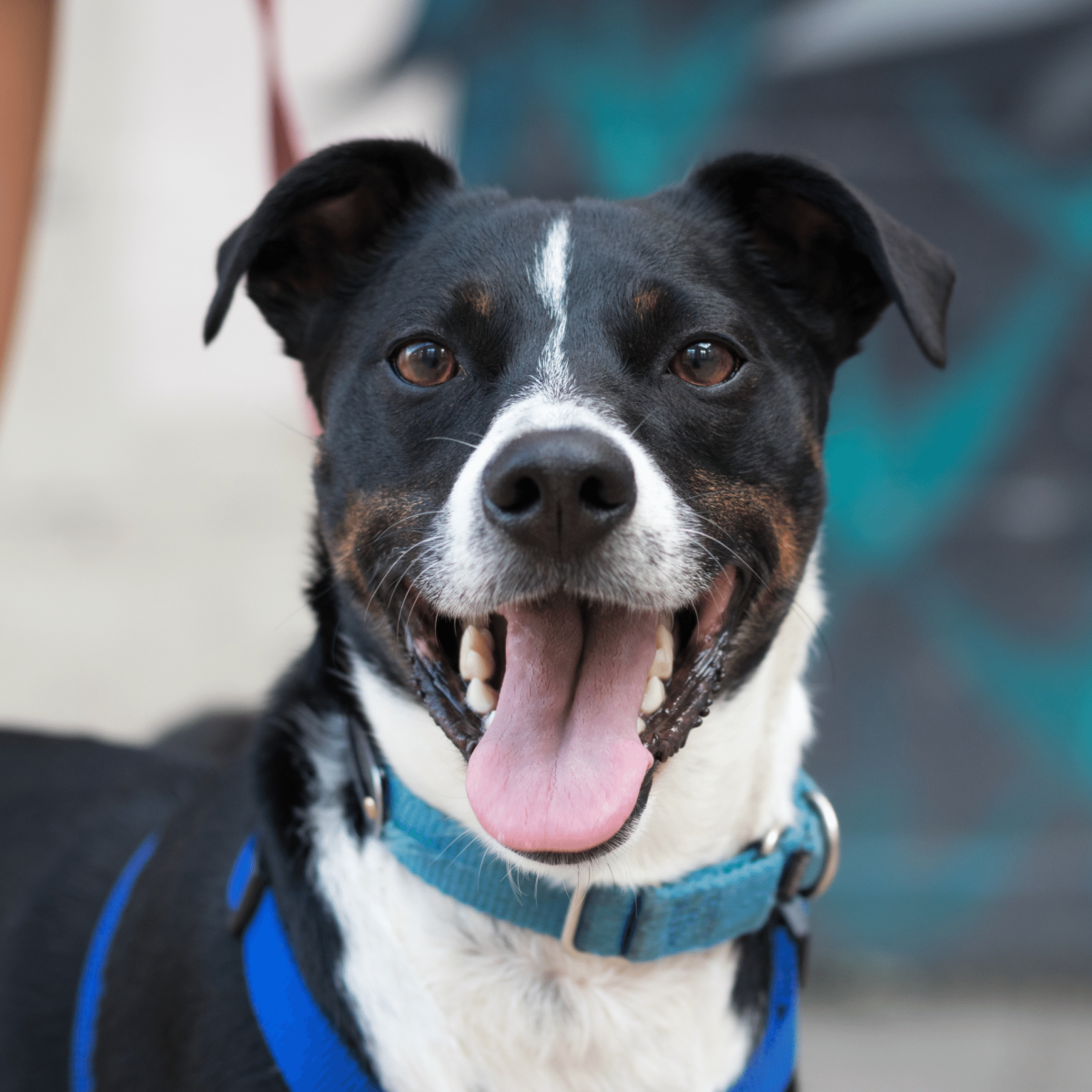 Your Guide to Dog-Friendly Spots in Downtown Richmond