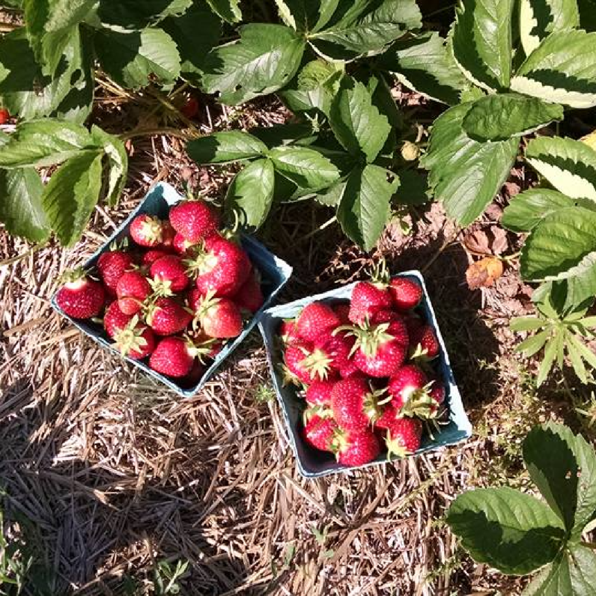Sankey's Berry Patch