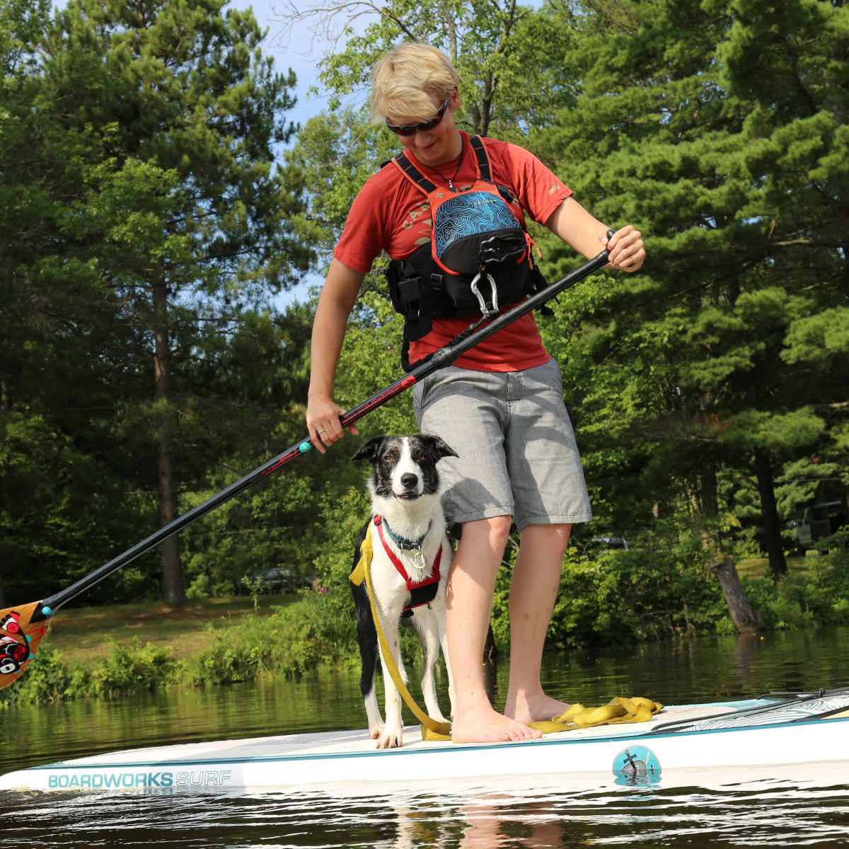 Dog on Paddle Board