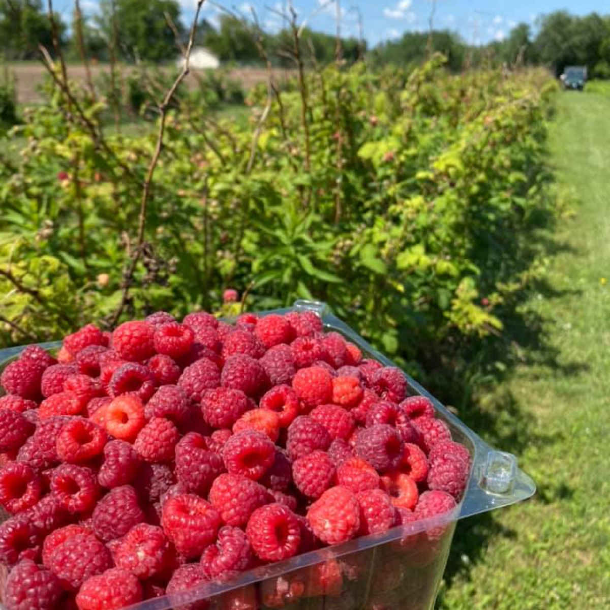 Stroik's Berry Farm