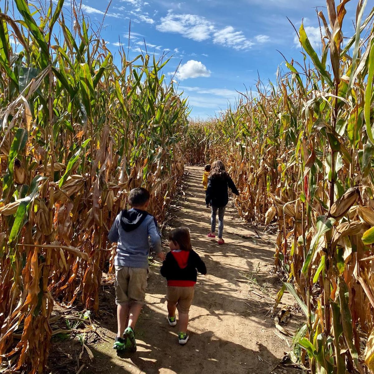 Kids Exploring Feltz Dairy Store Corn Maze in the Fall