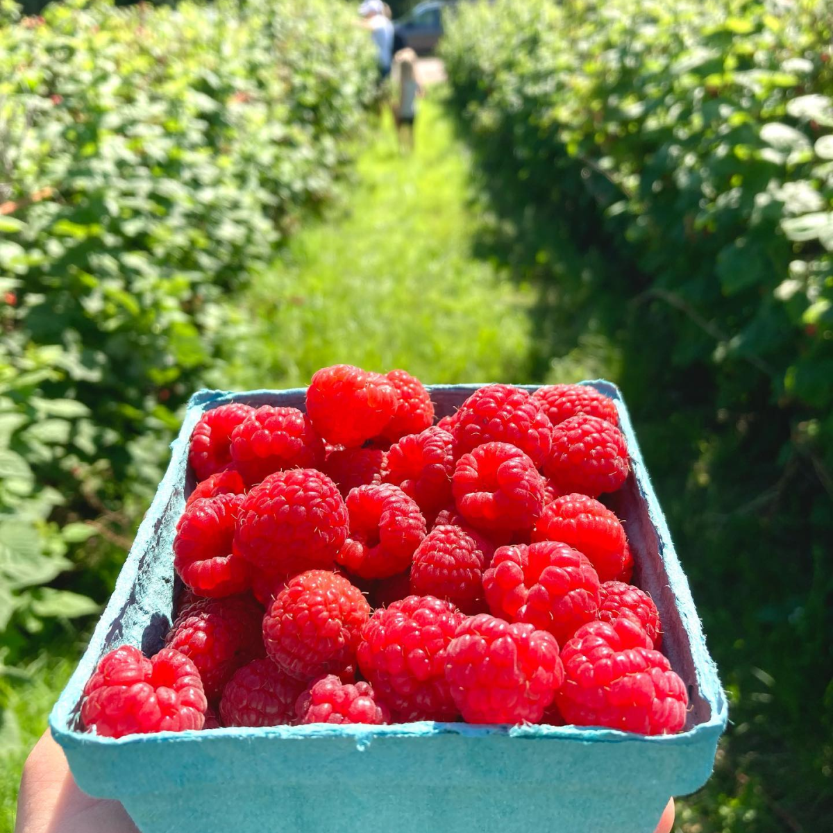 Lakeview Berry