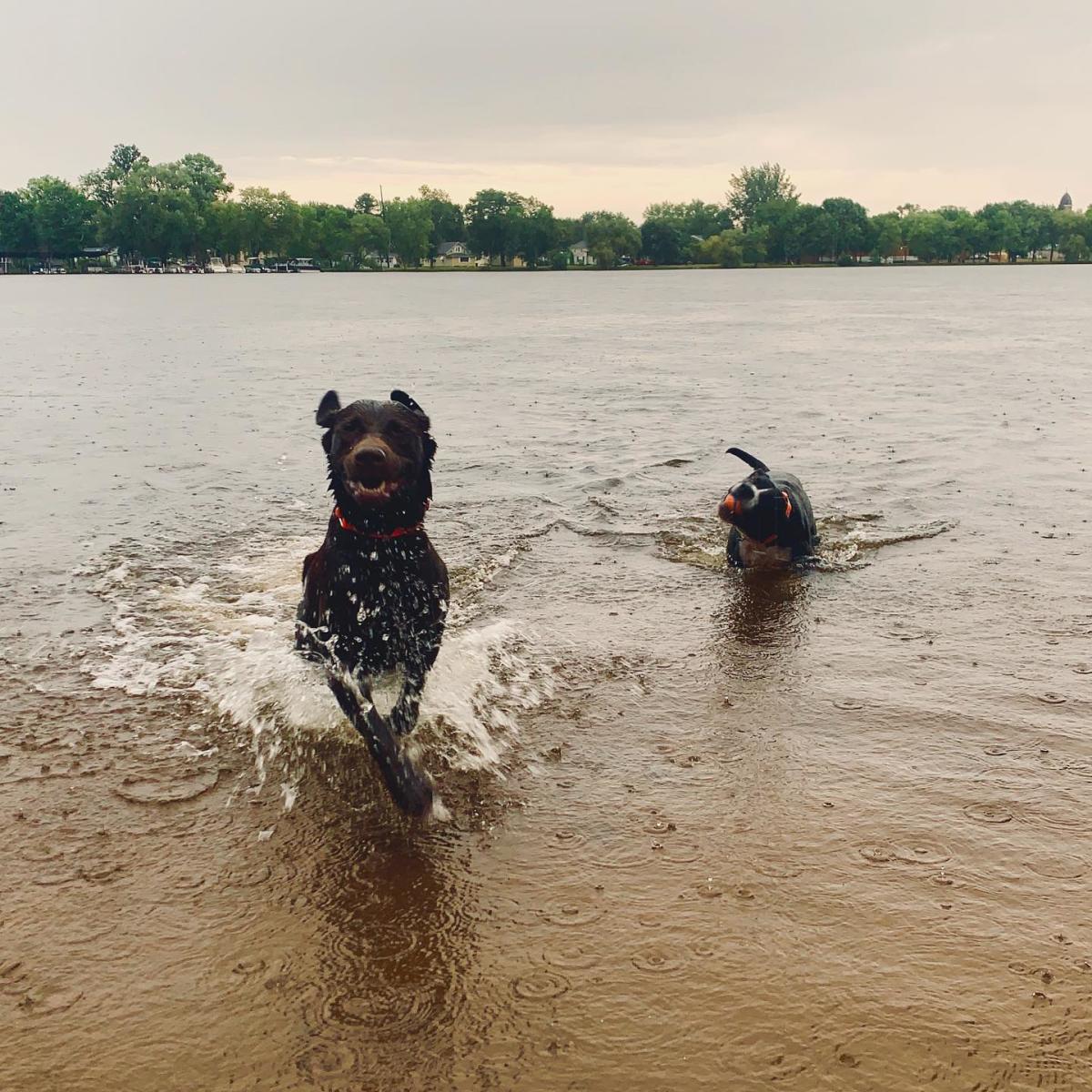 Dogs playing in the Wisconsin River