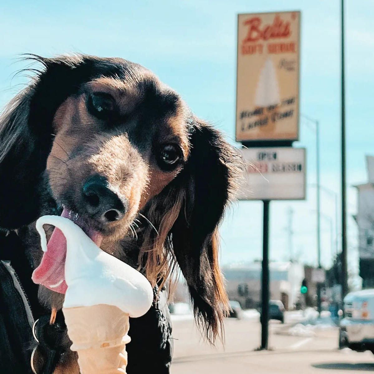 Dog eating Belts Ice Cream