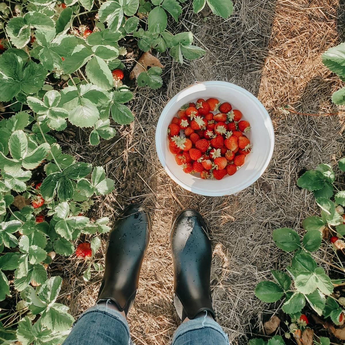 Arnold's Strawberries