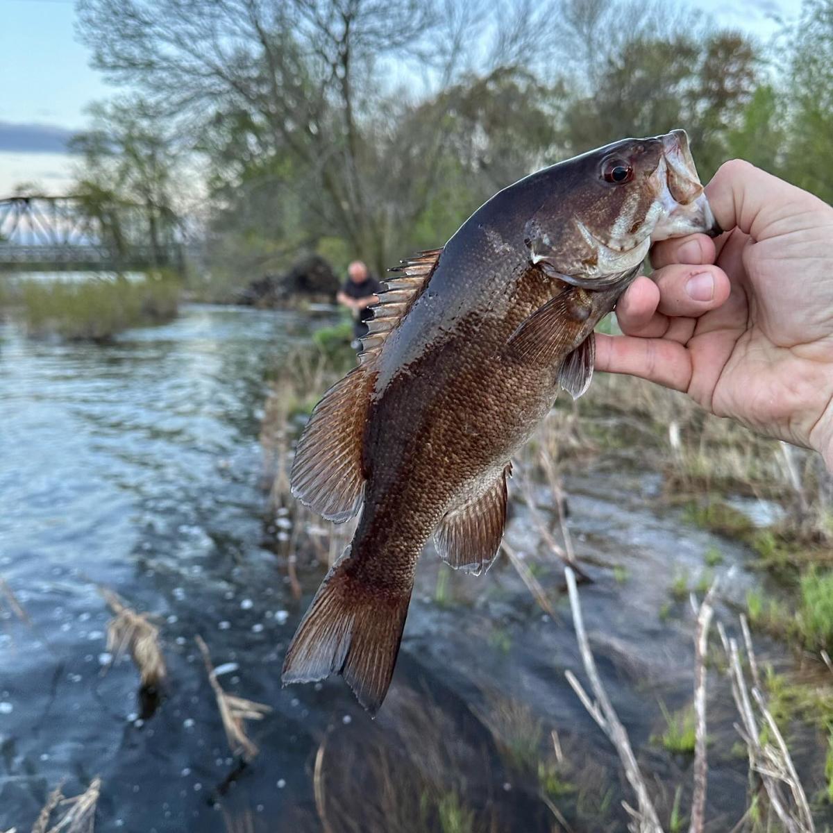 Fish on Wisconsin River